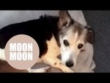 Grieving dog lover finds her dead dog in the moon