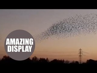 A mesmerising starling murmuration