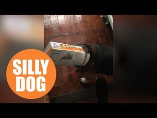 Naughty pooch is caught ‘red-pawed’ with its head stuck in a cheeseburger box