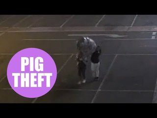 CCTV footage shows the moment two teenage girls carried a stolen sculpture of a giant pig