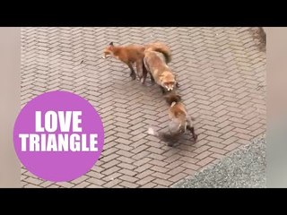 Fox trying to get in on some action being beaten off by a love rival - while mating with a vixen