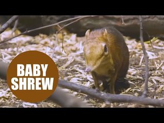 Newborn twin baby elephant shrews