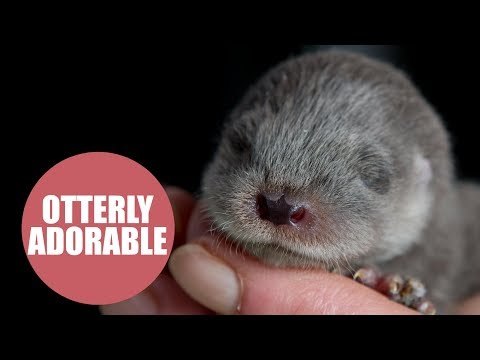 Abandoned baby otter hand reared in total silence - so it can be returned to the wild