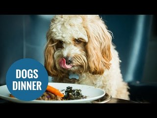Chefs have created the ultimate gourmet dinner - for dogs