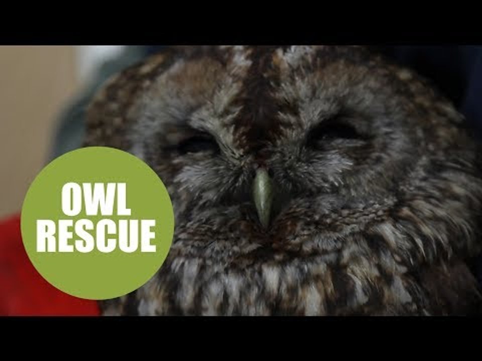 Bird-brained owl got covered in soot after falling down a couple's chimney