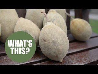 Millions of Brits can’t identify everyday fruit and veg