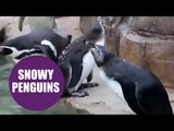 Adorable video shows the moment penguins in Cornwall see SNOW for the first time