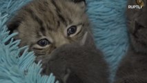 Monika the cat adopts lynx cub