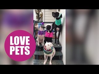 Two ex-junkies from the US beat addictions with the help of their DOGS