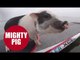 Meet the sporty pot-bellied pig with an incredible talent for SURFING