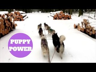 Siberian Huskies making the most of the empty roads following a snow storm