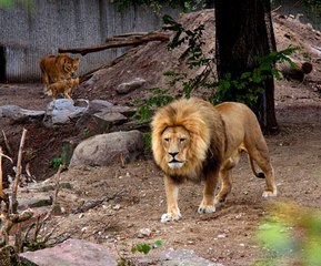 Almanya'da Alarm! 2 Aslan, 2 Kaplan ve 1 Jaguar Hayvanat Bahçesinden Kaçtı