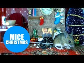 Wildlife photographer builds Christmas scene in a hedge from dolls' house furniture