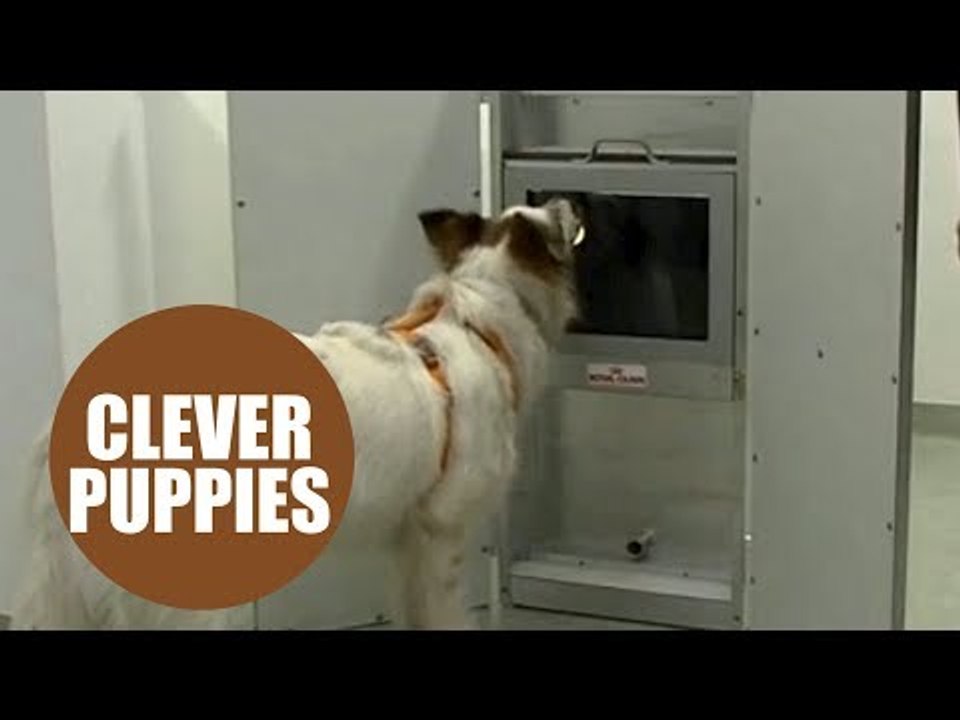 Dogs' brains can be kept sharper for longer if they play specially designed computer games