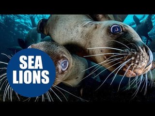 British photographer is mobbed by large numbers of Sea Lions