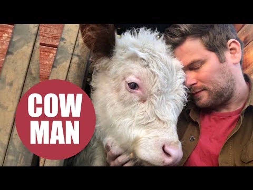 Man drives his pet cow more than 2200 miles across the US for sight saving surgery