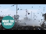 Tens of thousands of starlings take over an entire road