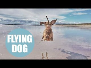Hilarious pictures of "flying dog" caught in midair