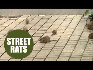 Horrified mother films hoard of rats scurrying around a busy city centre in broad daylight