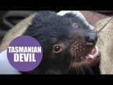 Drugs devised for human use 'could help treat cancer in Tasmanian Devils'