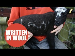 Adorable young sheep appears to have 'lamb' written on the side