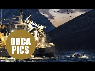 Hungry orca circles a trawler desperate to catch any fish that fall from the sides
