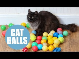 Cheeky cat keeps stealing dozens of children's ball-pit balls