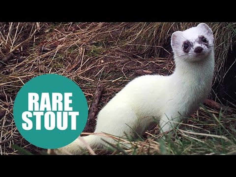 A rare colour-changing stoat has been spotted in a British garden after it turned completely WHITE