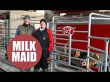 Robotic 'maids' that milk cattle - whenever the cows feel like it