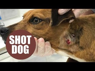 Dog who was shot in the neck and abandoned is seeking forever home