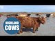Hundreds of Highland cows walk along a beach to give birth on uninhabited Scottish island