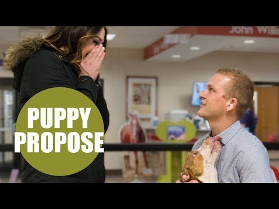 Man gets down on one knee at animal shelter and tells girlfriend they’re finally getting a puppy