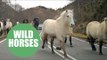 Highland ponies surprised passengers on a busy A-road as they ran alongside traffic