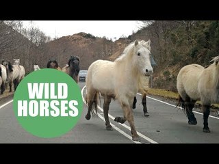 Highland ponies surprised passengers on a busy A-road as they ran alongside traffic