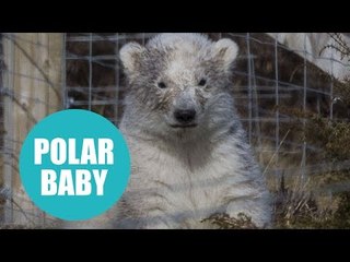 First polar bear cub born in Britain