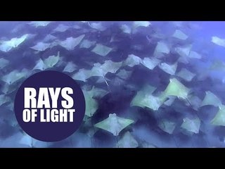 British swimmer came across a 2,000-strong shoal of very rare rays