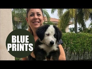 Pup caught in the act as he destroys new white carpet with inky blue footprints
