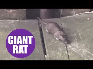 A plague of rats the size of small dogs have taken over a neighbourhood