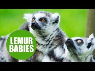 Baby lemurs born at Yorkshire zoo spotted loving the warm weather