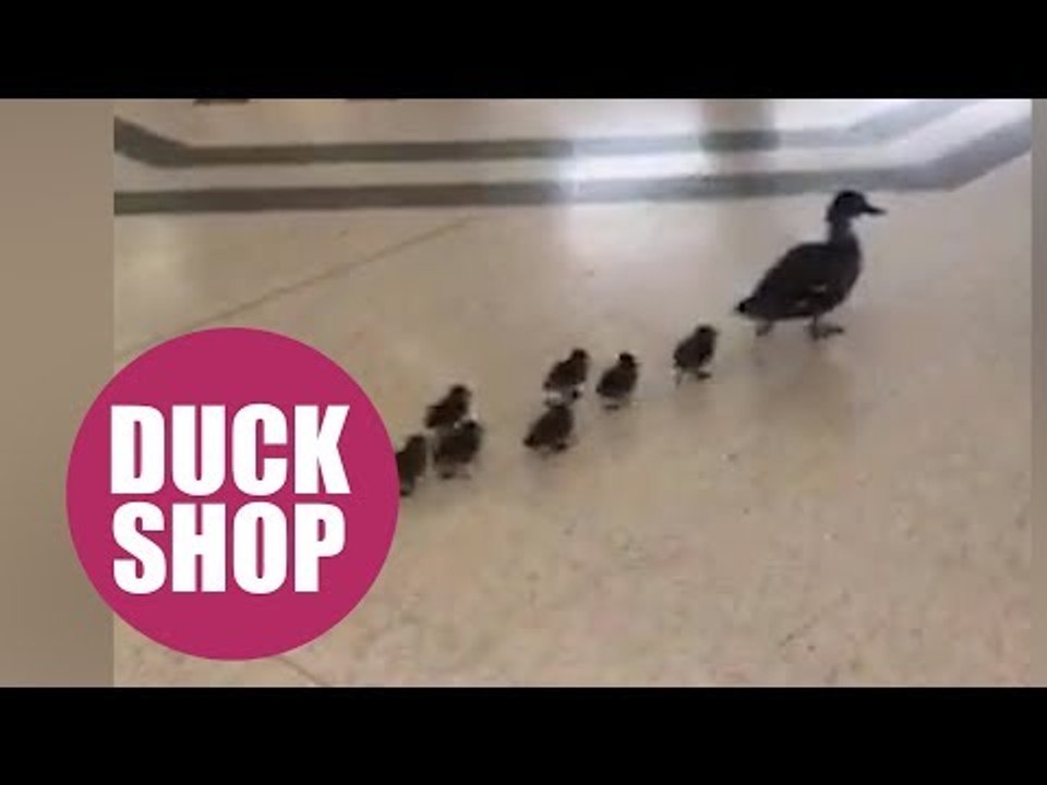Cute family of ducks found window shopping in c...