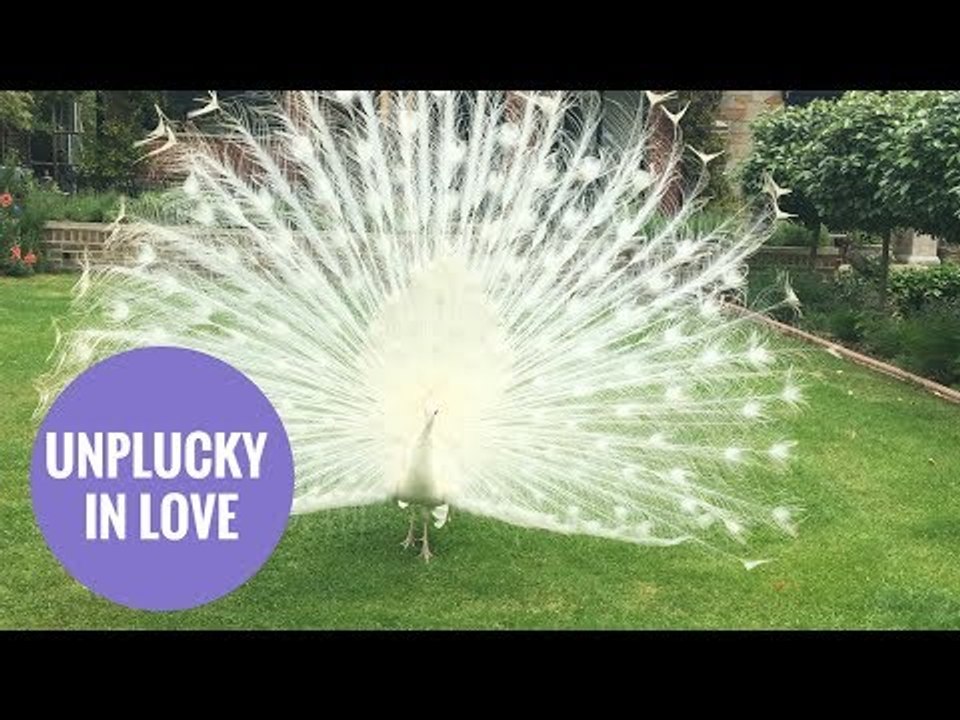 A lovelorn 'albino' peacock is terrifying villagers