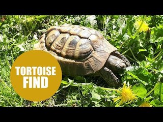 Britain's hardest tortoise escapes from home - by smashing through a BRICK WALL