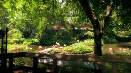 Quest Red - The Bronx Zoo S2