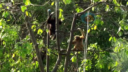 BBC World News_The Travel Show_ Exploited wild animals find refuge, Wildlife in Thailand 24May18