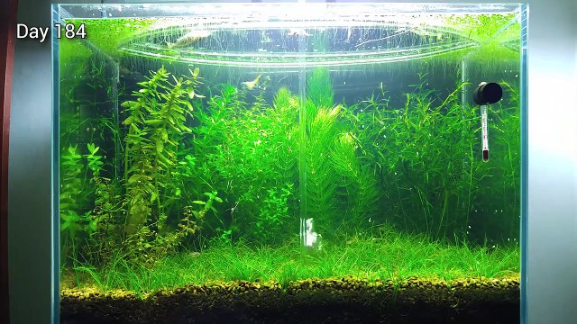 7 Months Update – (Feeding Frenzy) NO filter, NO CO2, NO Ferts 5 Gallon Nano Tank