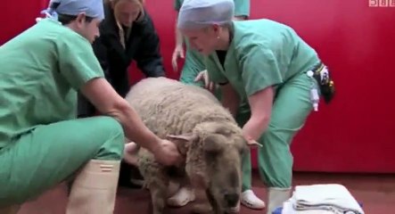 Young Vets S01  E07 Episode 7 - Part 02