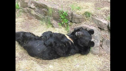 Animais fogem de zoo na Alemanha
