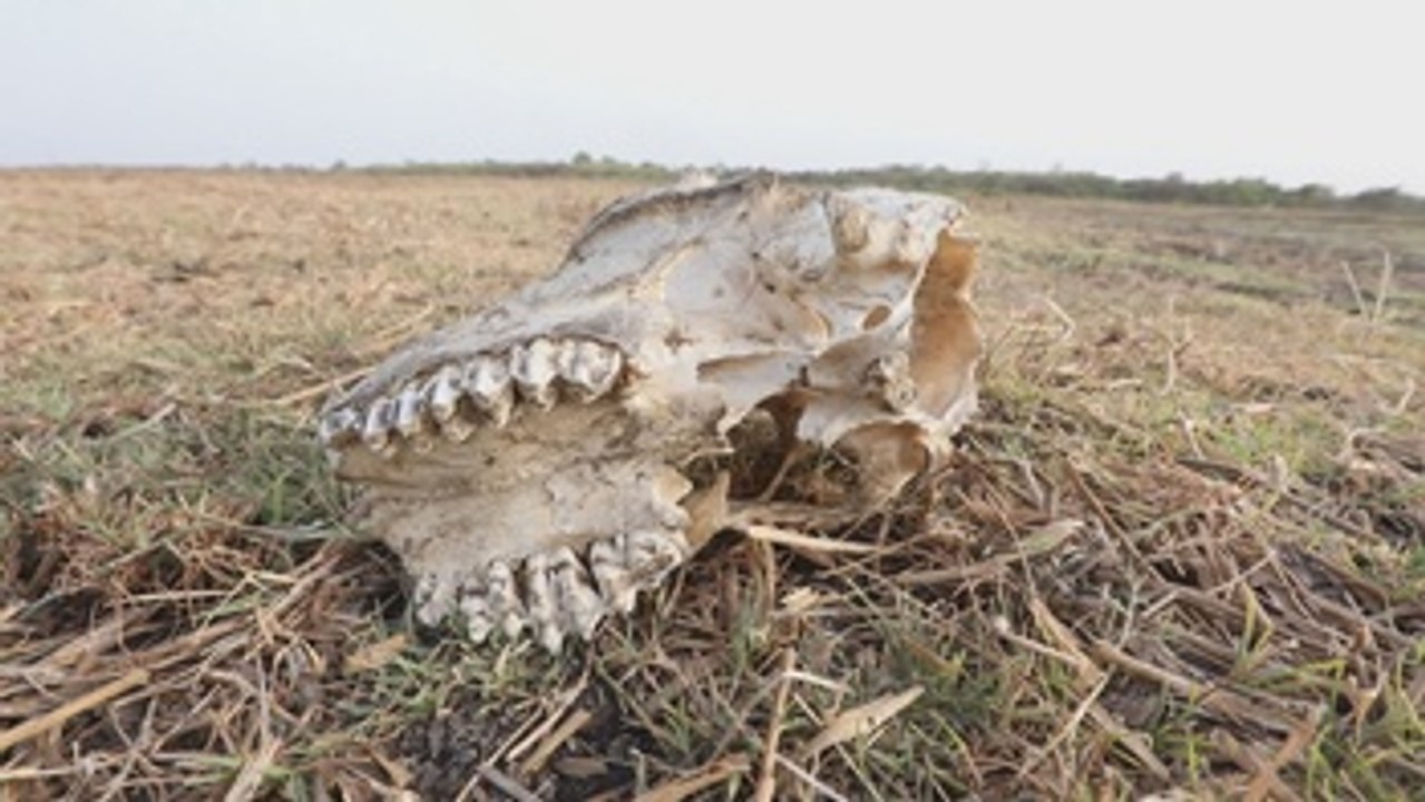 La sequía azota varias regiones de la India desde hace años