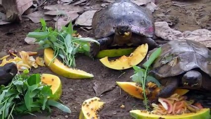 10 Животных, Которых Считали Вымершими