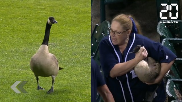Une oie perturbe un match de baseball - Le Rewind du Vendredi 01 Juin 2018